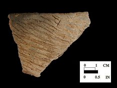 Accokeek cord-marked rim sherd from the Mt. Calvert site site 18PR6.